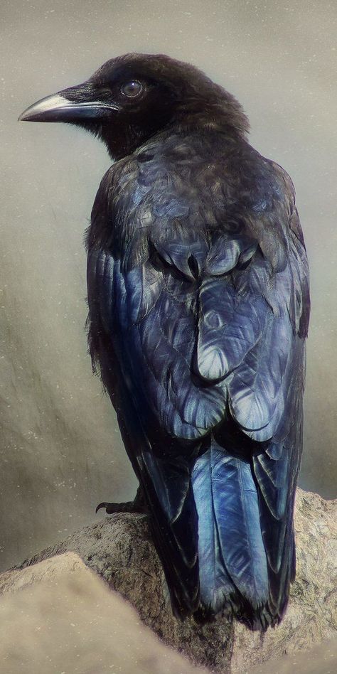 Aesthetic Crow, Crow Aesthetic, Crows And Ravens, Crow Drawing, Crow Photography, Raven Pictures, Rabe Tattoo, Crow Flying, Crow Images