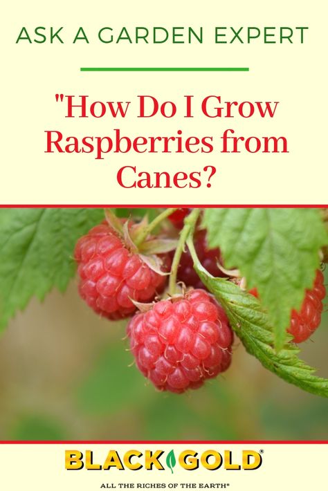 Question: "How do you start raspberries from canes?" Answer: "Raspberries are one of the easiest fruits to propagate from..." #raspberry #cuttings #canes #propagation #organic Grow Raspberries, Raspberry Canes, Growing Raspberries, Raspberry Fruit, All Fruits, Tropical Climate, Hardy Perennials, Hydroponic Gardening, Herb Seeds