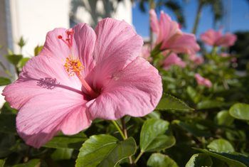 Difference Between Hibiscus & Rose of Sharon Trees. Hardy Hibiscus Care, Hardy Hibiscus Plant, Hibiscus Shrub, Hibiscus Bush, Rosa China, Hibiscus Tree, Hibiscus Leaves, Dried Hibiscus Flowers, Flower Diffuser