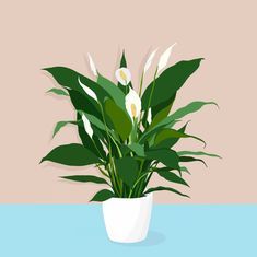 White Sink Bathroom, Sink Bathroom Ideas, Peace Lily Care, Lily Plant Care, Bathroom Ideas For Small Bathrooms, Lily Care, Lilies Drawing, Lily Plant, Peace Lily Plant