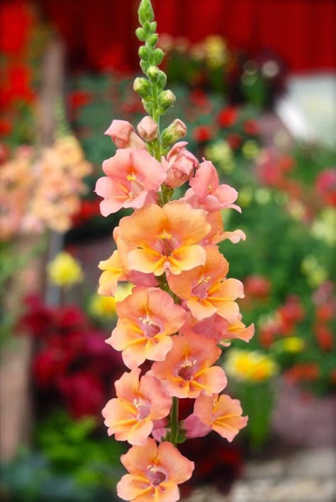 Butterfly (open faced) Snapdragons | Full sun annuals Full Sun Annuals, Full Sun Flowers, Snapdragon Flowers, Favorite Flowers, Flower Farm, Plants And Flowers, Beautiful Blooms, Outdoor Plants, Garden Flowers