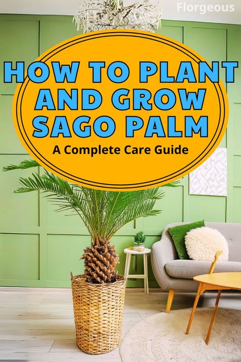 How to Plant and Grow Sago Palm Sago Palm Care, Sago Palm, Root Rot, Nutrient Deficiency, Light Water, Tropical Paradise, Plants