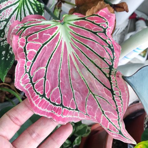 Caladium  'Thai Beauty / Hoklong / Hok Long / Pink Symphony' Pink Symphony Caladium, Symphony Caladium, Caladium Garden, Alien Plants, Growing Bulbs, Plant Supplies, Pink Plant, Plant Decor Indoor, House Plants Decor