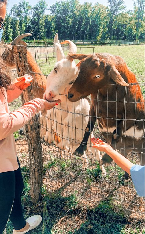 Feeding Animals, Farm Date, Farm Aesthetic, Zoo Activities, Feeding Goats, Farm Village, Farm Lifestyle, Cute Date Ideas, Cute Goats