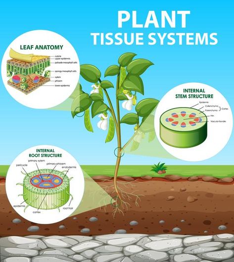 Ground Plants, Career And Technical Education, Plant Biology, Root Structure, Research Poster, Plant Tissue, Biology Lessons, Wallpaper Hp, Plant Cell