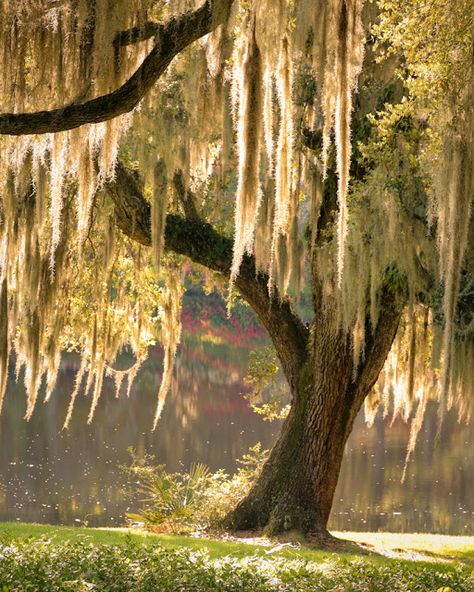 Doug's Photo Blog: Outdoor Draperies Live Oak Tree Tattoo, Spanish Moss Trees, Live Oak Tree, Outdoor Drapery, Oak Tree Tattoo, Middleton Place, Weeping Willow Tree, Live Oak Trees, Putao