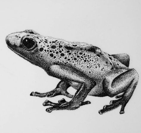 Poison dart frog drawn with pointillism technique & chinese ink. . . #artworks #illustration #drawing #pointillism #animals… Animal Stippling Art, Pointillism Animals, Frog Drawing Simple, Ink Drawing Simple, Biological Illustration, Draw A Frog, Stippling Drawing, Frog Sketch, Poison Dart Frog