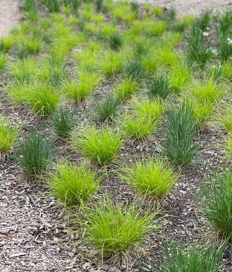 Native Grasses Landscaping, Matrix Gardening, Ornamental Grass Garden Plan, New Moon Pictures, Native Grasses Landscaping Midwest, Matrix Planting, Prairie Planting Small Garden, Native Meadowscaping, Lawn Alternative