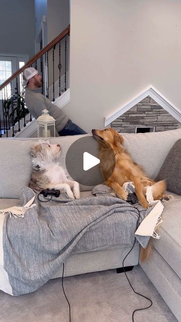 Really Funny Dog Videos, Heartwarming Photos, Golden Life, Dog Search, Dog Hacks, Cooling Blanket, Welcome To The Family, Funny Dog Videos, Shelter Dogs