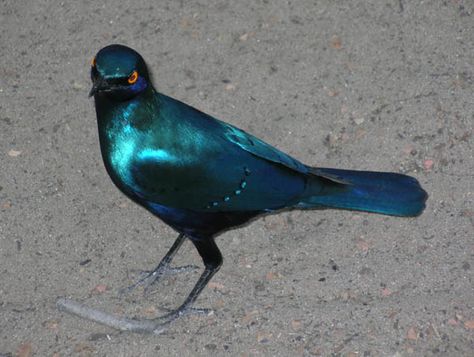 Iridescent bluegreen bird of Botswana Iridescent Green, Backyard Spaces, Beautiful Backyards, Green Turquoise, Teal Green, Bird Species, Beautiful Birds, Natural Beauty, Wonders Of The World