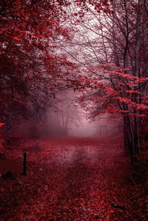 The colors of nature build a beautiful aesthetic wich inspire the world. | Find what is trending by Covet Group Interior design brands at http://covetgroup.com Maroon Aesthetic, Burgundy Aesthetic, Gryffindor Aesthetic, Red Forest, Photographie Portrait Inspiration, Misty Forest, Red Wallpaper, Red Aesthetic, Halloween Wallpaper