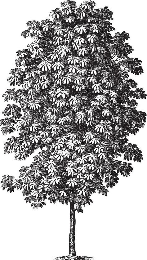 Chesnut Tree, Horse Chestnut Tree, Horse Chestnut Trees, Chestnut Tree, Crow Books, Vector Animation, Horse Chestnut, Chestnut Trees, Chestnut Horse