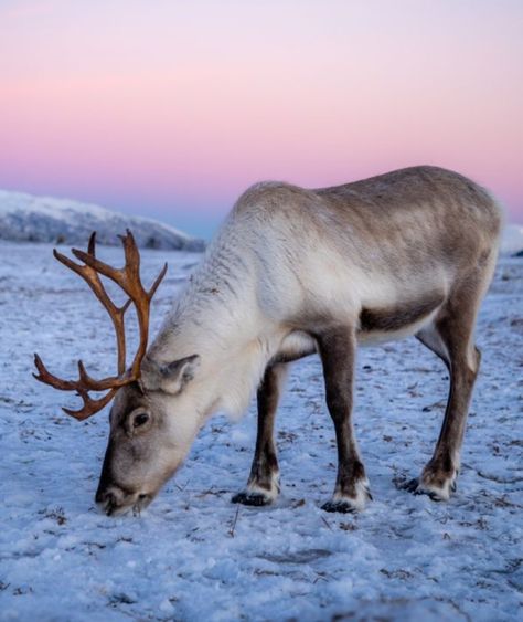 Christmas Reindeer Photography, Reindeer Aesthetic, Female Reindeer, Painted Christmas Cards, Wild Animals Photography, Baby Reindeer, Warm Christmas, Photo Reference, Christmas Reindeer