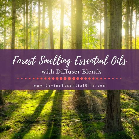 Forest smelling essential oils offer a unique sensory experience that transports us to the heart of nature. With their captivating fragrances these oils evoke tranquility and peacefulness while connecting us with our natural surroundings. From earthy mosses to uplifting evergreens there are many benefits offered by for Forest Essential Oil Blend, Woodsy Essential Oil Blend, Earthy Essential Oil Blends, Forest Diffuser Blends, Homemade Room Spray, Fir Needle Essential Oil, Spruce Essential Oil, Juniper Berry Essential Oil, Forest Essentials