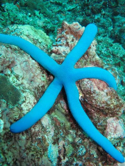 Starfish Species, Ko Lanta, Blue Starfish, Koh Lanta, Stella Marina, Scuba Dive, Underwater Creatures, Oceans Of The World, Sea Star