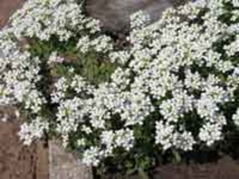 Rock Cress | Horticulture Texas Garden, Deer Resistant Plants, Texas Gardening, Sun Perennials, Rock Gardens, Spring Bulbs, Fragrant Flowers, Plant Design, Drought Tolerant