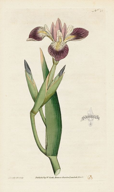 Iris Versicolor. Particoloured Iris. from William Curtis Botanical Magazine 1st Edition Prints Vol 1-6 1787 Blue Flag Iris, Iris Versicolor, Antique Botanical Print, Missouri Botanical Garden, Vintage Botanical Prints, Botanical Drawings, Vintage Botanical, Antique Prints, Vintage Wall Art