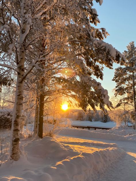 Golden Scenery, Sun In Winter, Sweden Winter, Winter Photography Nature, Winter January, Winter Sunshine, Sun Aesthetic, Sun Photo, A Court Of Wings And Ruin