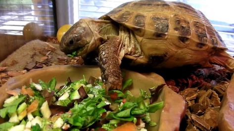 Russian Tortoise Care, Tortoise Eating, Russian Tortoise Diet, Tortoise Food, Russian Tortoise, Tortoise Care, Tortoise Habitat, Sulcata Tortoise, Galapagos Tortoise