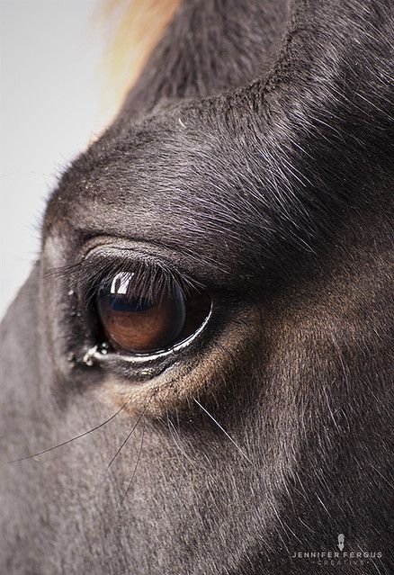 Horse Studio Photography | St. Augustine, Jacksonville, Ta… | Flickr Horses Eyes, Painted Horses, Equestrian Photography, Horse Anatomy, Horse Eye, Horse Coloring Pages, Most Beautiful Horses, Horse Face, Horse Drawings