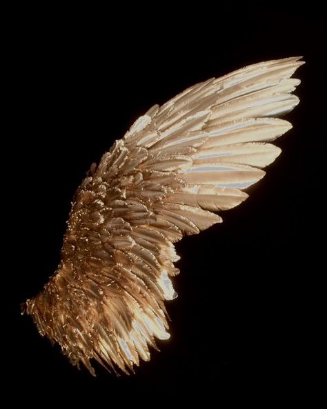 Wing Aesthetic, Swan Wings, Black And Gold Aesthetic, Shotting Photo, Bird Wings, Angel Aesthetic, Gold Aesthetic, Trik Fotografi, Angels And Demons