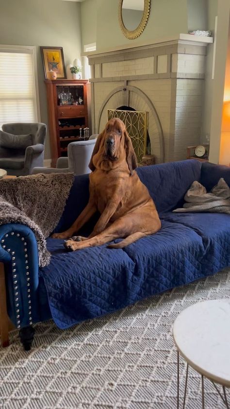 Walter the Bloodhound on Reels | Lionel Richie · Hello Blood Hound, Bloodhound Dogs, Basset Hounds, Dream Dog, Lionel Richie, Hunting Dogs, Basset Hound, Baby Animals, Hunting