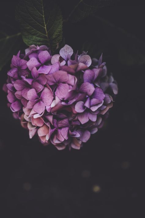 Moody hydrangea deep pink and purple floral. Download this photo by Annie Spratt on Unsplash Hydrangea Iphone Wallpaper, Hydrangea Inspiration, Fall Purple, Dark Autumn, Blue Hydrangea, Flower Images, Flower Pictures, Flower Wallpaper, Flowers Photography