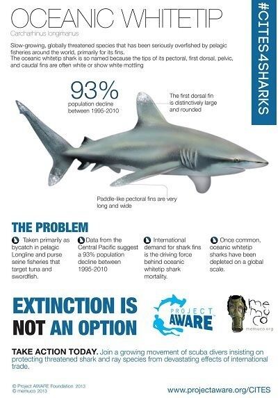 Oceanic Whitetip Shark, Whitetip Reef Shark, Sharks Species, Oceanic White Tip Shark, Shark Science, Ocean Education, Whitetip Shark, Ocean Awareness, Animal Infographic