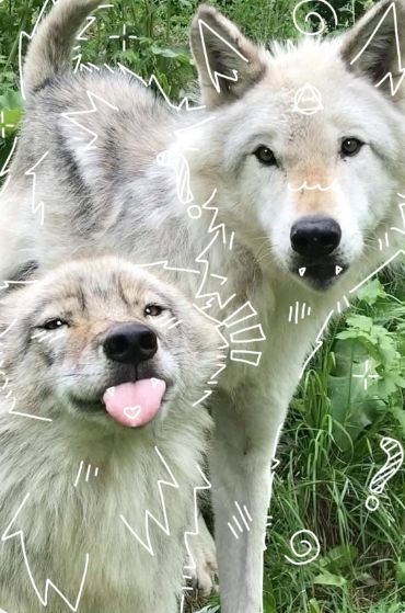 Wolfdog Aesthetic, Wolf Pack Aesthetic, Cute Wolves, Therian Core, Dog Therian, Therian Aesthetic, Wolf Pfp, Therian Wolf, Wolf Cute