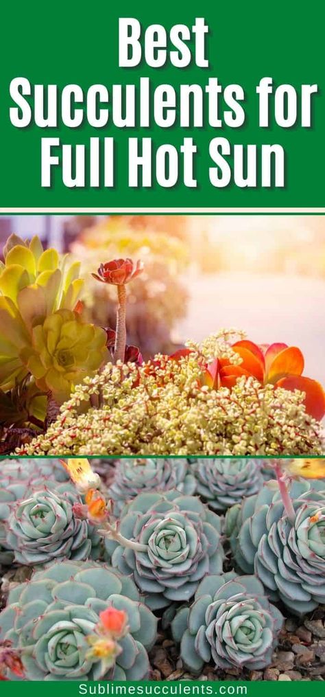 Succulents For Full Sun And Heat, Full Sun Succulents, Xeriscape Yard, Unique Cactus Plants, Air Plant Garden, Beautiful Succulents, Succulents Pots, Plant Garden, Succulent Gardening