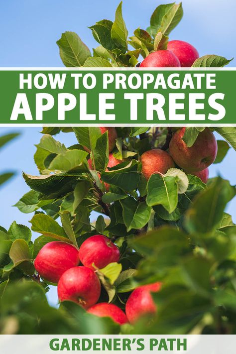 Apple Tree Grafting, Propagating Apple Trees From Cuttings, Growing Apple Trees, Vine Fruit, Fancy N, Gardening Gear, Rooting Hormone, Apple Trees, Growing Fruit