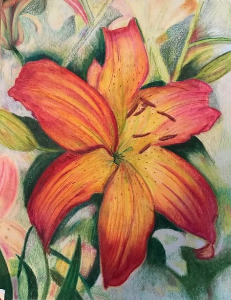 Flower, Lily, Lilies, Drawing, Prismacolor pencils Lilies Drawing Simple, Lily Flower Drawing Color Pencil, Flower Coloured Pencil Drawing, Lilies Painting Easy, Flower Art Reference, Lilies Flowers Drawing, Aesthetic Colored Pencil Drawings, Colour Flower Drawing, Pencil Flower Drawings