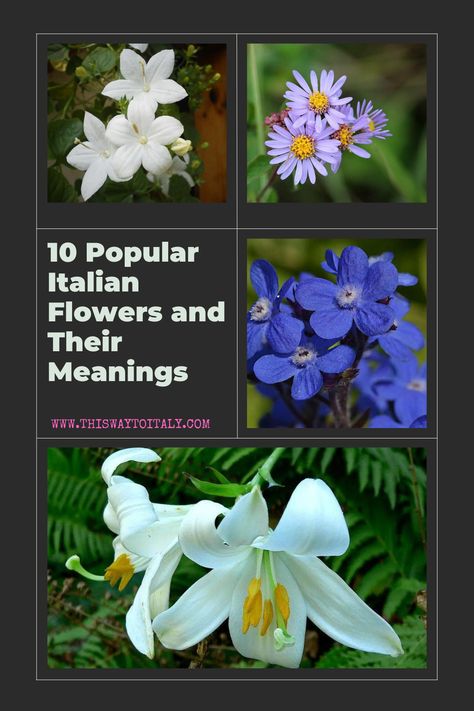 Here are 10 popular flowers of Italy and what they mean in the language of flowers. Italian Flowers Tattoo, Italian Flower Arrangements, Flowers And Their Meanings, Italy Flowers, Italy In September, Italy Project, Towns In Italy, Italy Tattoo, Italian Flowers