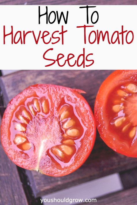 Save Tomato Seeds, Saving Tomato Seeds, Tomato Problems, Growing Tomatoes From Seed, Homesteading Tips, Tips For Growing Tomatoes, Growing Organic Tomatoes, Growing Tomato Plants, Tomato Farming