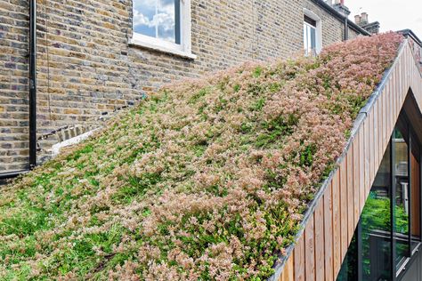 Scenario Architecture covers London house extension in larch and sedum Wooden Extension Ideas, Bifold Doors Extension, Wooden Extension, Scenario Architecture, Sedum Roof, Glass Conservatory, Larch Cladding, Architecture Renovation, Bifold Door