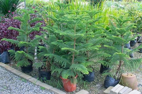 Growing and Caring for Norfolk Island Pine Indoors (Araucaria heterophylla) | Florgeous Norfolk Island Pine, Norfolk Island, Norfolk Pine, Dappled Light, Evergreen Trees, Growing Seeds, Growing Indoors, Growing Tree, Potting Soil