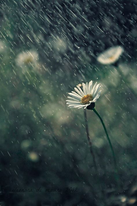 All rights reserved © Use without permission is illegal.  Facebook Rainy Day Wallpaper, Rain And Thunderstorms, Rain Pictures, Smell Of Rain, Rain Photo, Rainy Day Aesthetic, I Love Rain, Rain Wallpapers, Rain Art