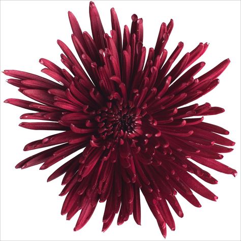 Spider Mums – Painted Burgundy – 100 Stems - Sam's Club for $112