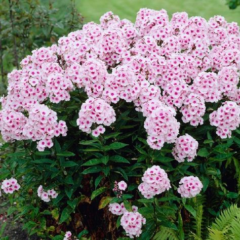 Looking for a new flower to add to your garden collection this year? Bright Eyes Phlox is a great way to brighten up your garden with some beautiful pink blooms! Small, pale pink flowers with magenta eyes look great as a compliment to existing flowers, or look great on their own. Additionally, their fragrance and sturdy stalks make them a great cut flower arrangements. Perennial Border Plants, Phlox Plant, Flowers That Attract Butterflies, Phlox Flowers, Pink Perennials, American Meadows, Best Perennials, Border Plants, Spring Flowering Bulbs