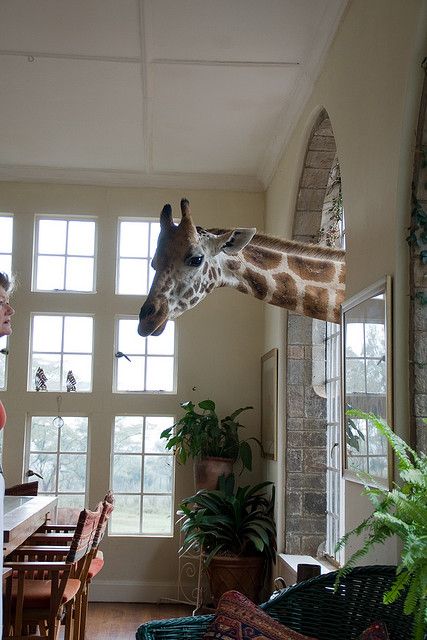 The inside of Giraffe Manor, a hotel in Nairobi where the giraffes love to stick their heads in! Giraffe Manor, A Giraffe, Space Decor, Giraffes, Nairobi, Oh The Places Youll Go, Dream Vacations, Wabi Sabi