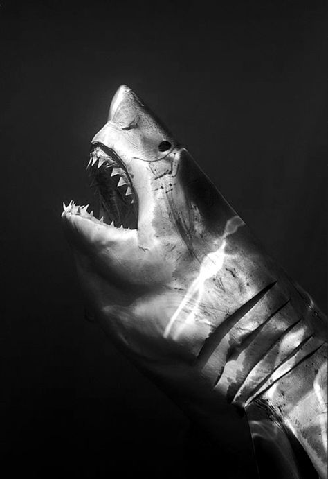 Great White Shark Sea Tattoo Sleeve, Shark Images, Diy Tie Dye Designs, Shark Photos, Shark Pictures, Shark Drawing, Wild Animals Photography, Shark Bait, Black Background Photography