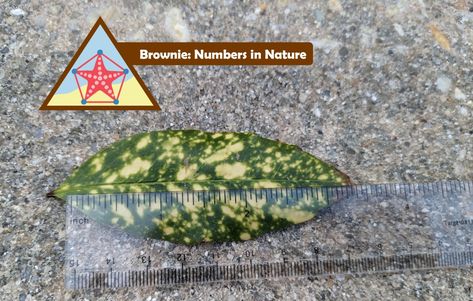 Brownie Numbers In Nature Badge, Brownie Activities, Brownies Activities, Maths In Nature, Brownie Badges, Brownie Girl Scout, Girl Scout Badges, List Of Activities, Bar Graphs