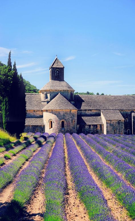 Even if you’ve never been to Provence, this colorful part of France can conjure images of lavender fields in late afternoon light, sun-soaked villas dotting the green countryside, sprawling vineyards, tiny villages with charming alleyways, and ritzy film festivals frequented by the rich and famous. Provence France is SO beautiful and is a must-visit. Here are 7 reasons why you need to visit Provence. #Provence #ProvenceRegion #Provence2019 #ProvenceFrance #France #France2019 #FranceTravel Landscape Studies, Afternoon Light, Toscana Italia, Film Festivals, Rich And Famous, Chateau France, Halong Bay, Voyage Europe, Late Afternoon