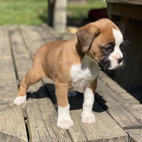 Boxer Puppies Videos, Black Boxer Puppies, Boxer Puppy Training, Puppies Accessories, Puppies Aesthetic, White Boxer Puppies, Brindle Boxer Puppies, Puppies Husky, Boxer Mix Puppies