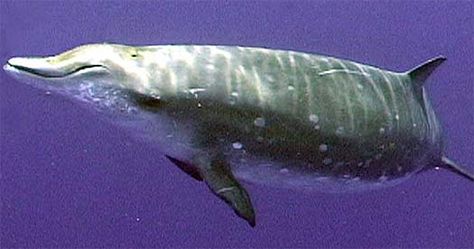 Beaked Whales - Lesser-Known Happy Marine Mammals Beaked Whale, Sea Mammal, Save The Whales, A Dolphin, Water Life, Marine Mammals, In The Ocean, Large Animals, Ocean Life