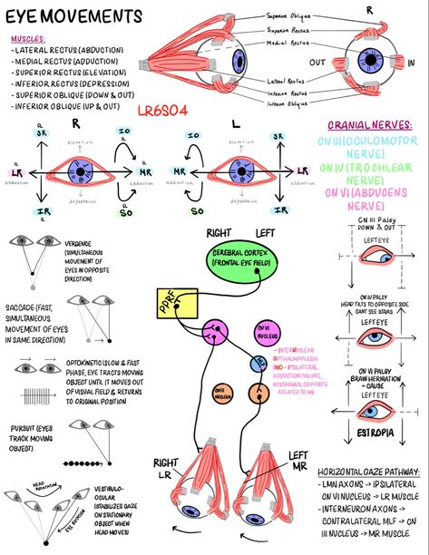 Neuroscience -> medical school notes Optometry School Notes, Neuropsychology Notes, Ophthalmology Notes, Neurology Notes, Neuroscience Notes, Opthalmic Technician, Medical School Notes, Optometry Education, Optometry School