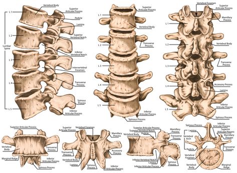 Basic overview article on the lumbar spine (the low back). Learn lumbar spine anatomy so that you can better understand your low back pain. Spine Drawing, Bone Drawing, Human Skeletal System, Skeletal Structure, Human Skeleton Anatomy, Anatomy Bones, Skeleton Anatomy, Human Spine, Lumbar Spine