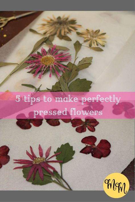 How To Dry Press Flowers, Storing Pressed Flowers, Pressed Zinnias, Herbal Crafts, Hammered Flowers, Dried Flowers Crafts, Preserving Flowers, Pressed Flowers Diy, Press Flowers