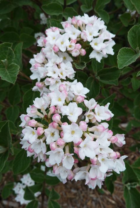 Viburnum-Carlesii-Compactum Rose Like Flowers, Dry Shade Plants, Colorful Shrubs, Drought Tolerant Perennials, Shade Loving Perennials, Flowering Bushes, Shade Garden Plants, Best Perennials, Garden Shrubs