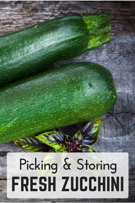 How To Store Squash And Zucchini, How To Store Zucchini, How To Store Zucchini In Fridge, How To Store Tomatoes, Preserving Vegetables, Vegetable Drawer, Storing Fruit, Fruit Storage, Garden Stand